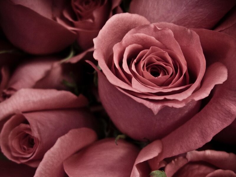 Close-up of Pink Roses — Calm