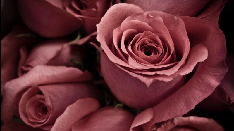 Close-up of Pink Roses — Intimate