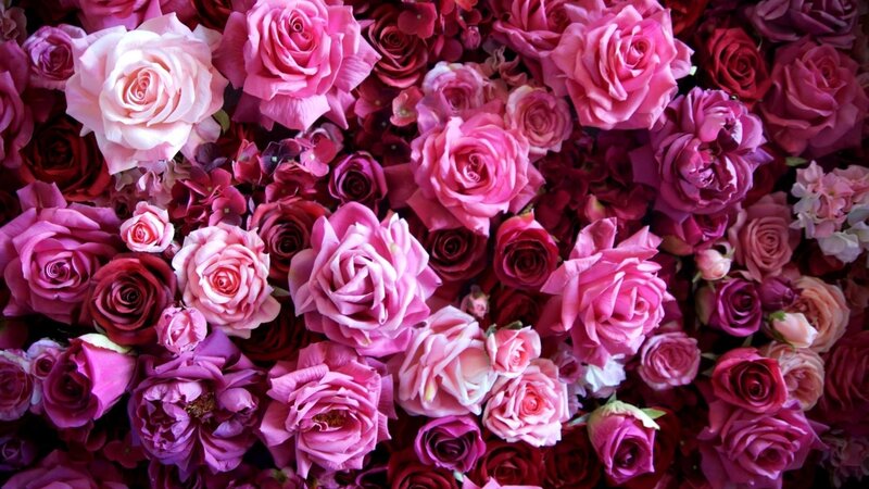 Close-up of Pink Roses — Romantic