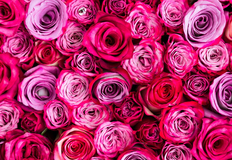 Close-up of Pink Roses — Vibrant