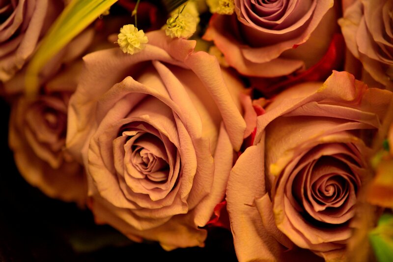 Close-up of Pink Roses — Warm