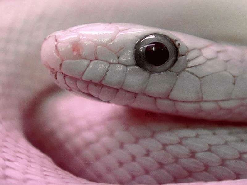 Close-up of Pink Snake