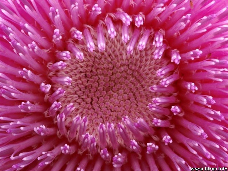 Close-up of Pink Thistle