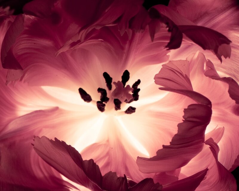 Close-up of Pink Tulip — Dramatic