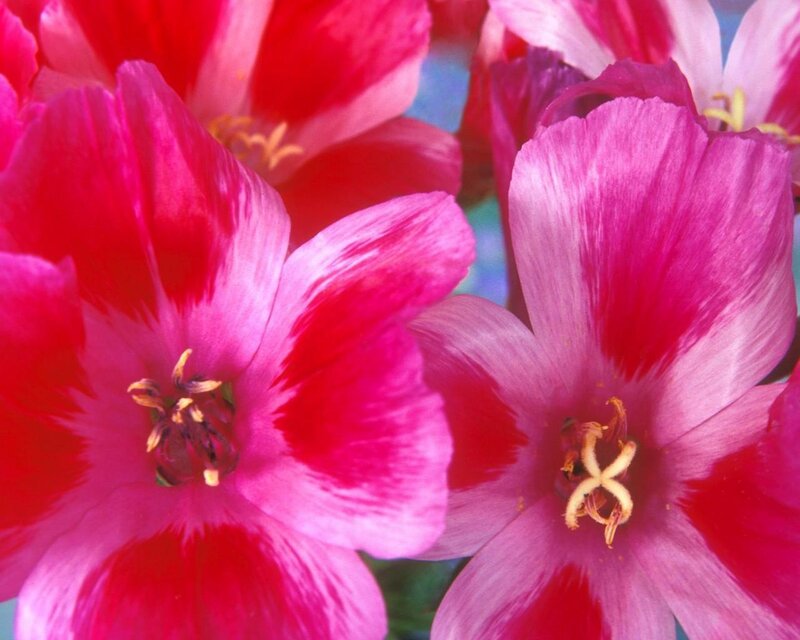 Close-up of pink tulips