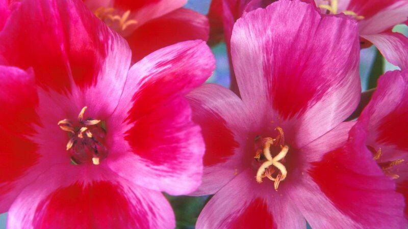 Close-up of pink tulips