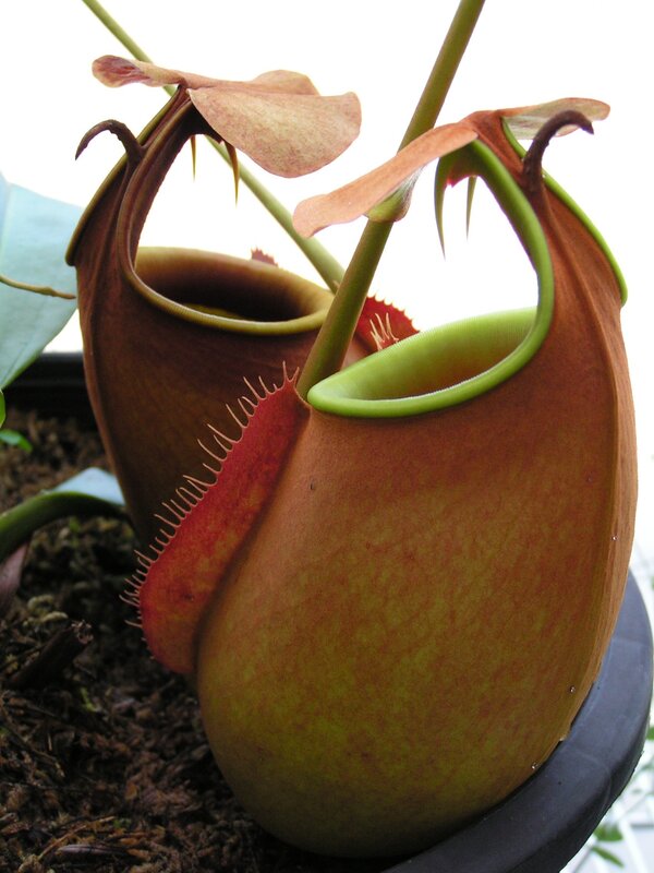 close-up of pitcher plants