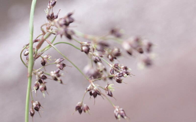close-up of plant buds