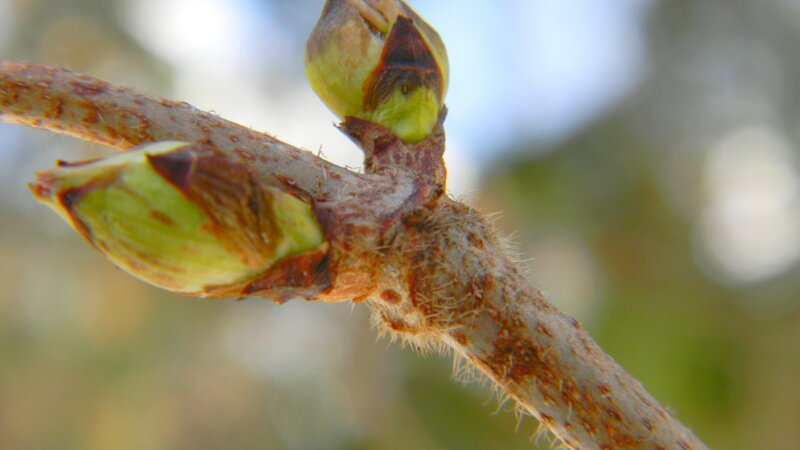 close-up of plant buds
