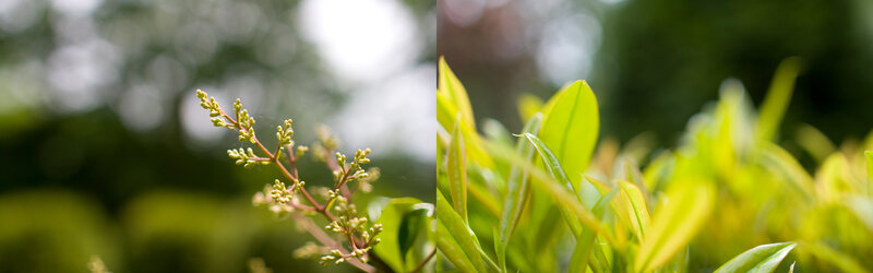 close-up of plant buds and leaves