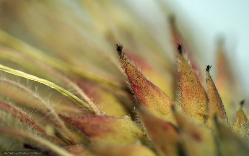 Close-up of Plant Buds — Yellow