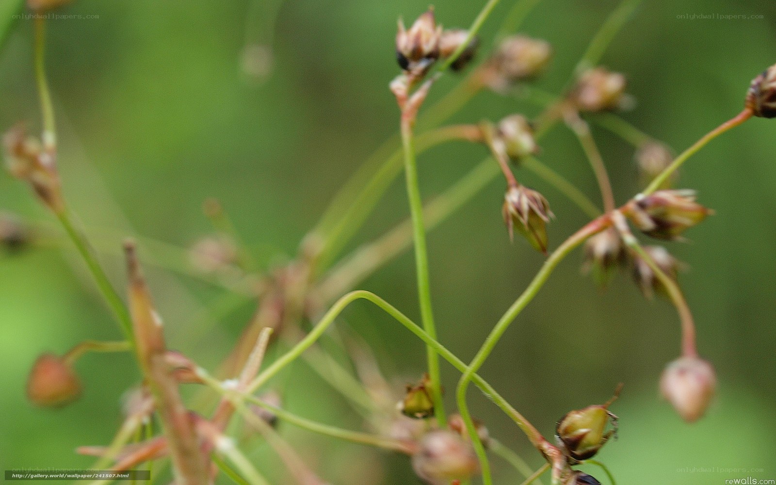 Close-up of plant buds