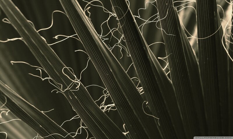 Close-up of Plant Fibers — Black