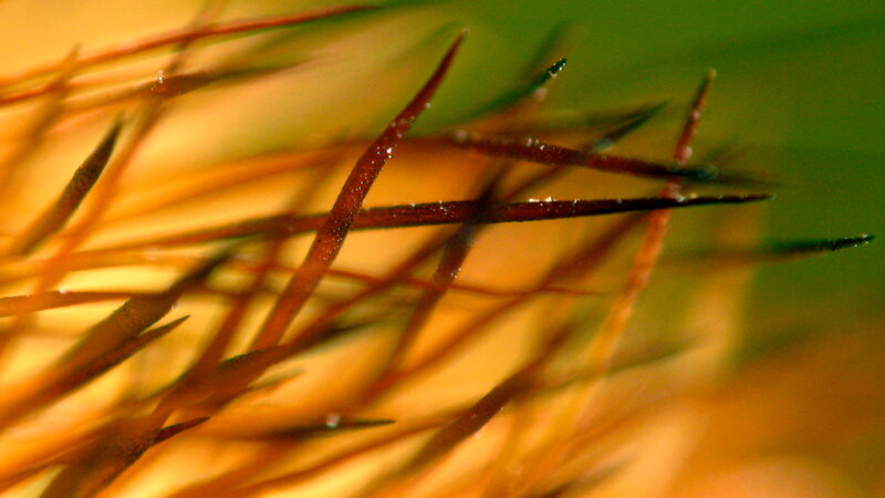 Close-up of plant fibers