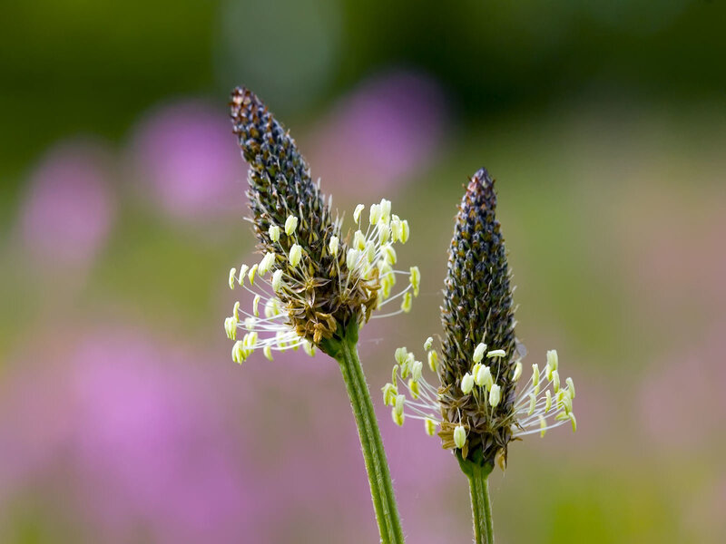 Close-up of plant flowers