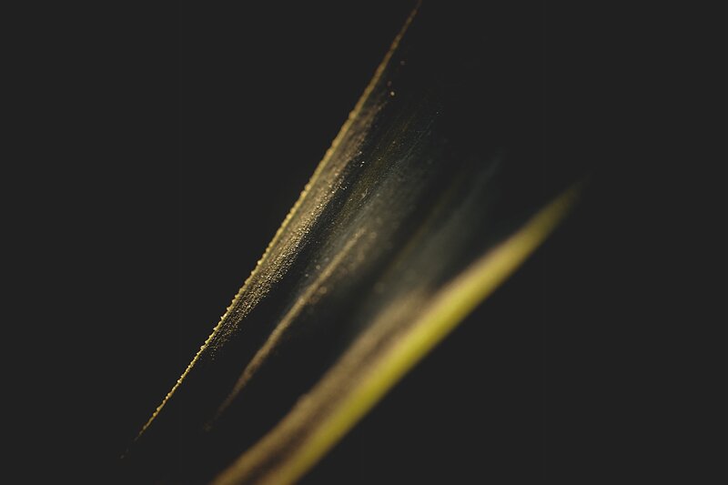 Close-up of Plant Leaf — Black