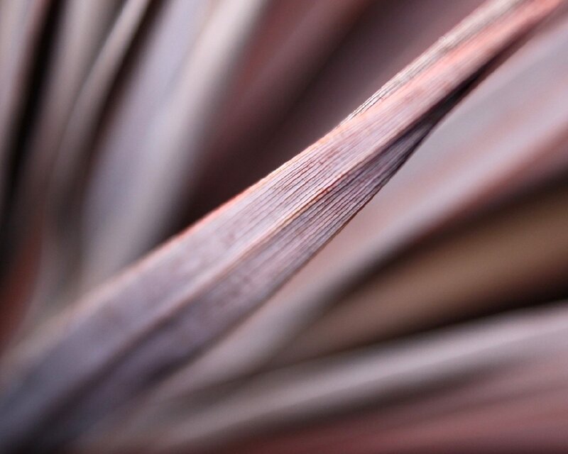 Close-up of plant leaf texture