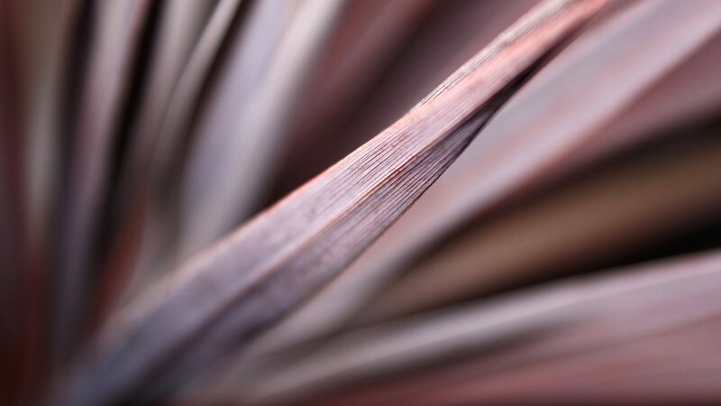 Close-up of Plant Leaf