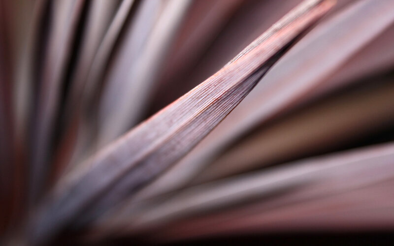 Close-up of plant leaves