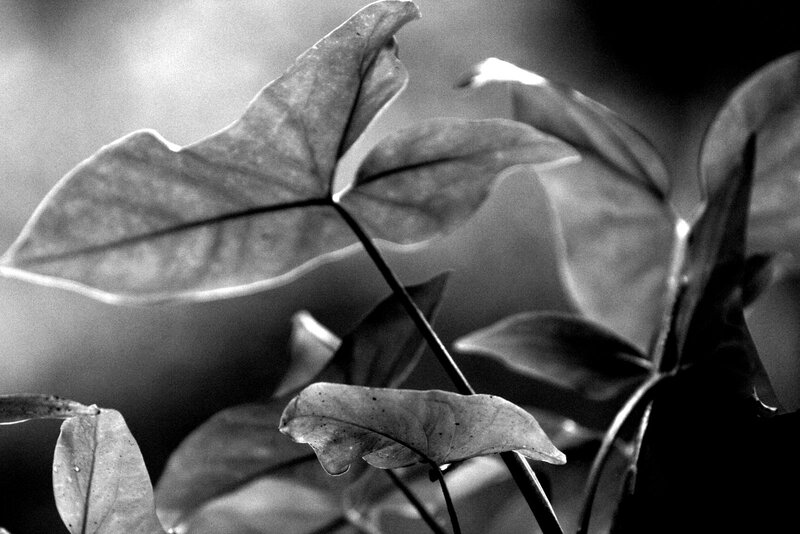 Close-up of Plant Leaves — Black