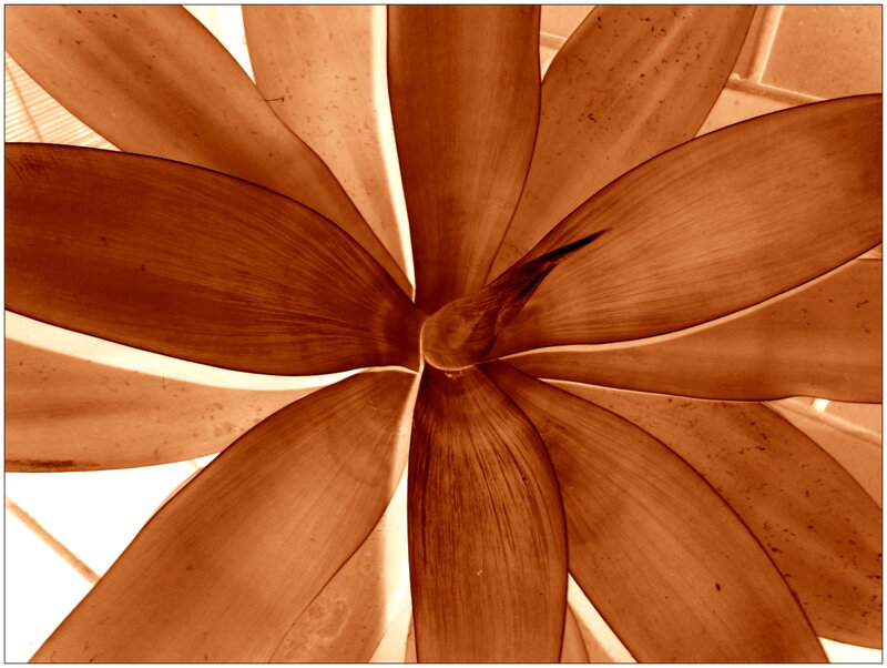 Close-up of Plant Leaves — Brown