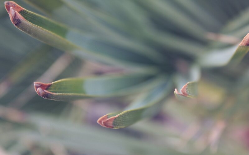 Close-up of Plant Leaves — Green, Calm
