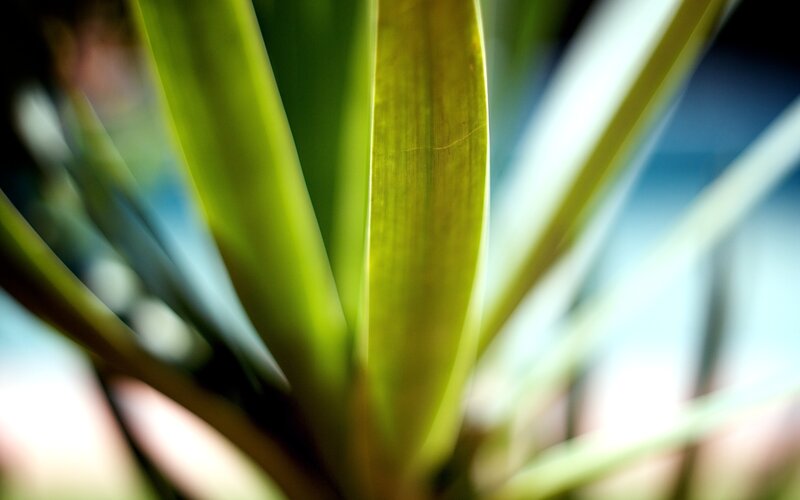 Close-up of Plant Leaves — Green, Natural