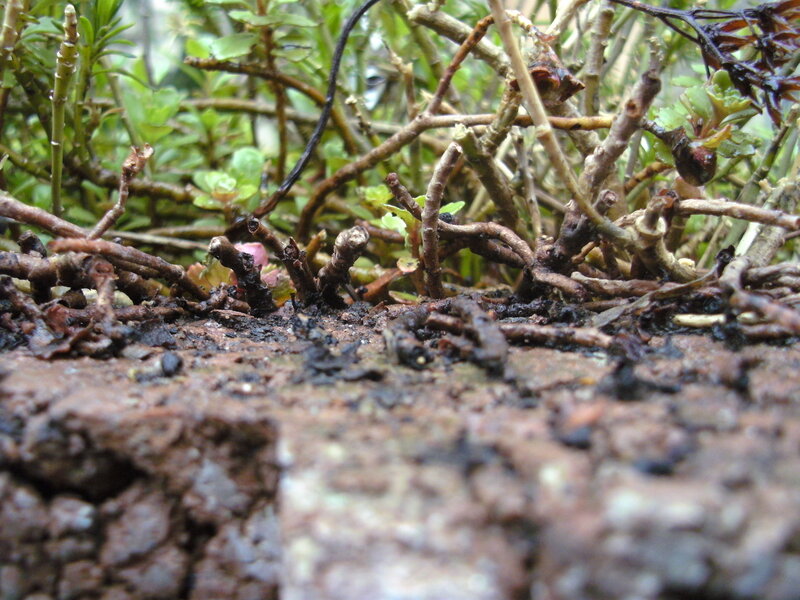 Close-up of Plant Roots