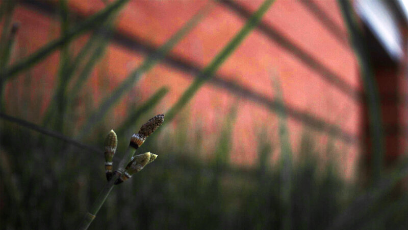 Close-up of plant shoots