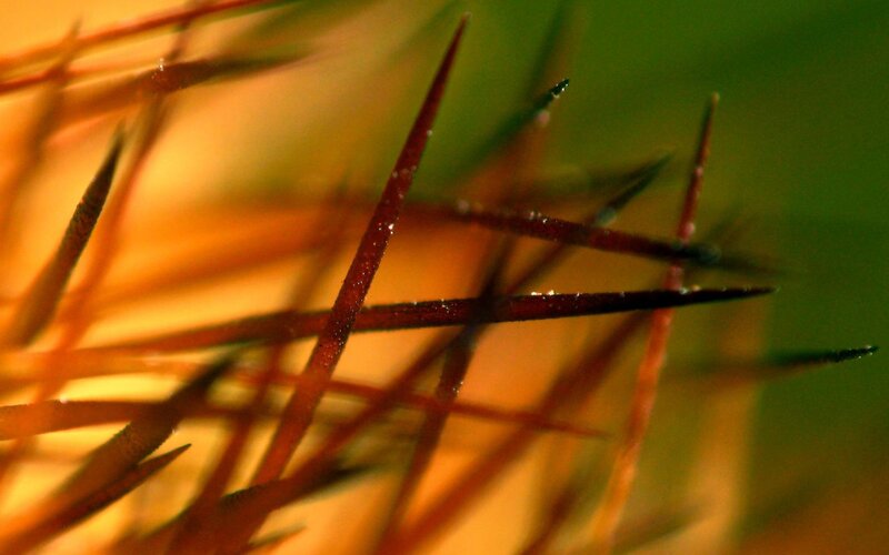 Close-up of Plant Spines