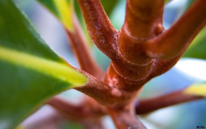 Close-up of Plant Stem — Brown