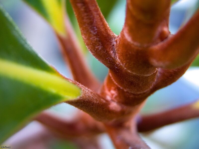 Close-up of plant stem