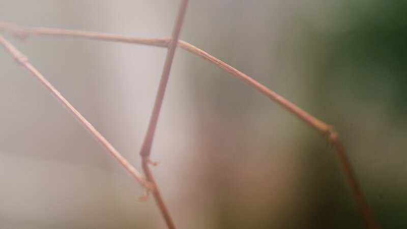 close-up of plant stems