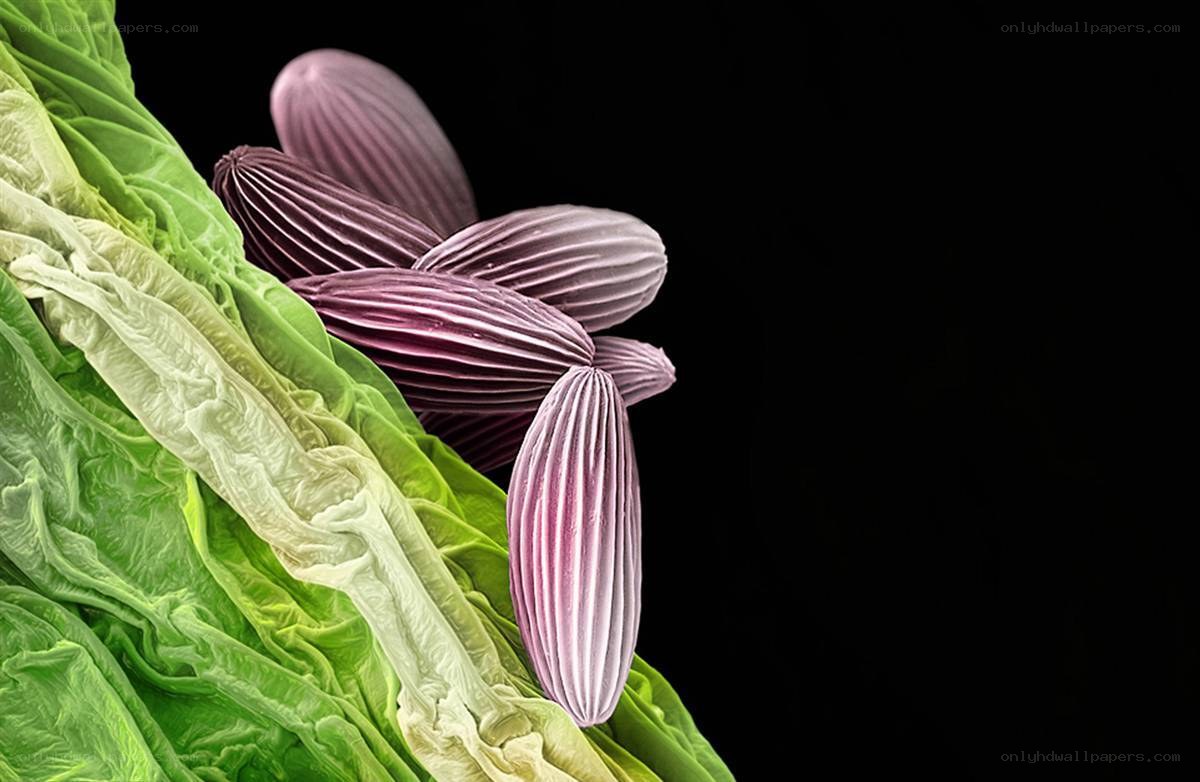 Close-up of plant structures