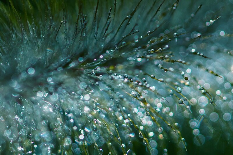 Close-up of Plant with Dew