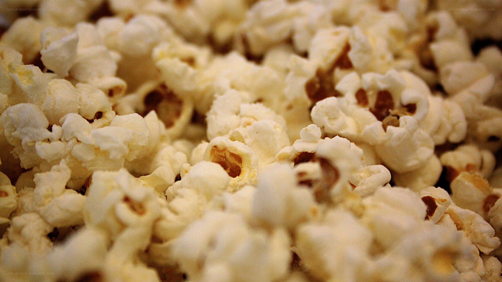 close-up of popcorn kernels