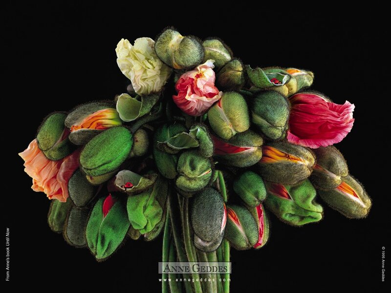 Close-up of poppy buds