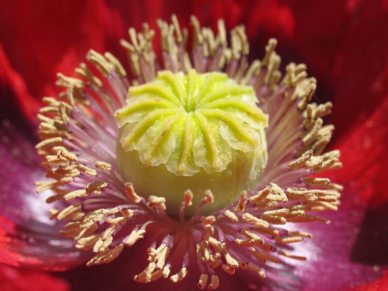 Close-up of Poppy Flower — Red, Dramatic