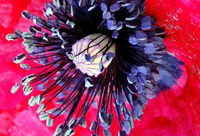 Close-up of Poppy Flower — Red