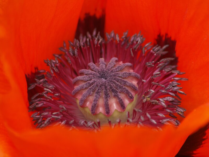 Close-up of Poppy Flower — Red, Vibrant, Afternoon