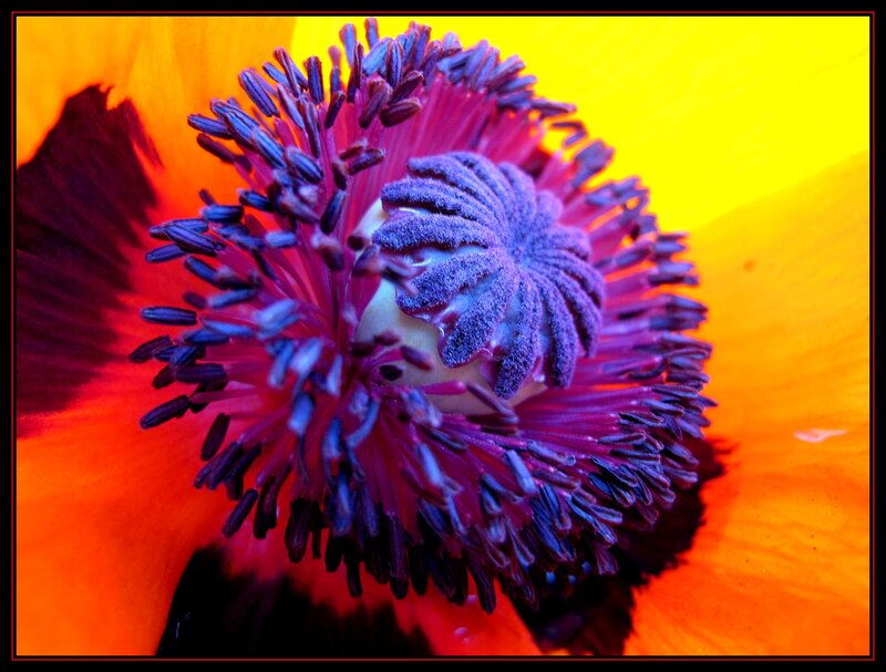 Close-up of Poppy Flower