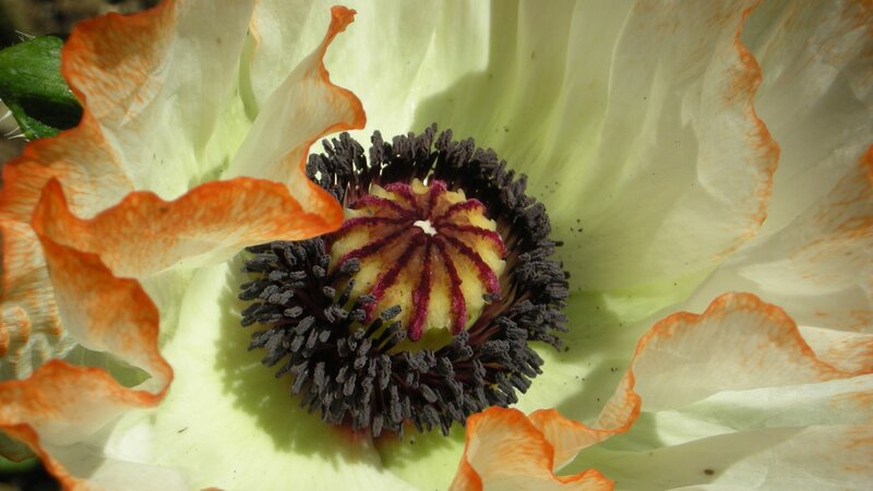 Close-up of Poppy Flower — White