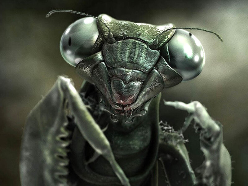 Close-up of Praying Mantis — Green