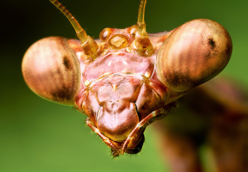 close-up of praying mantis head