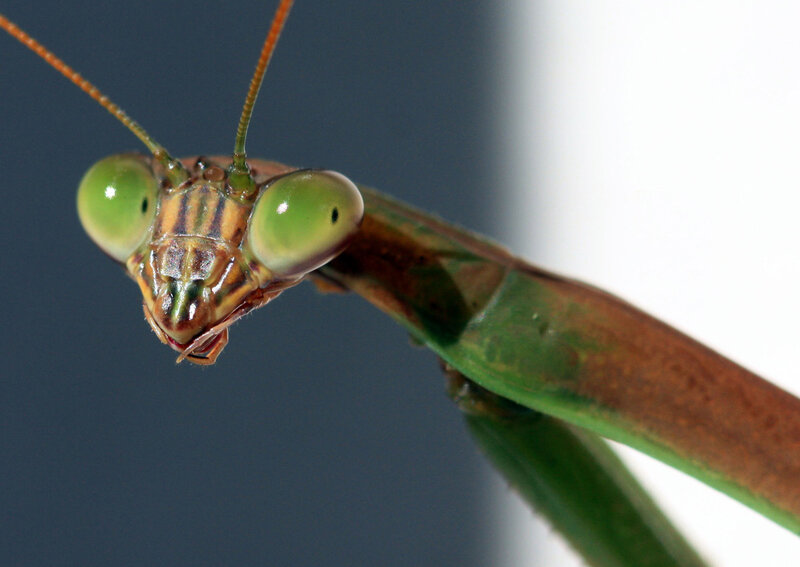 close-up of praying mantis