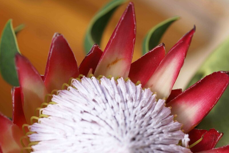 Close-up of Protea Flower