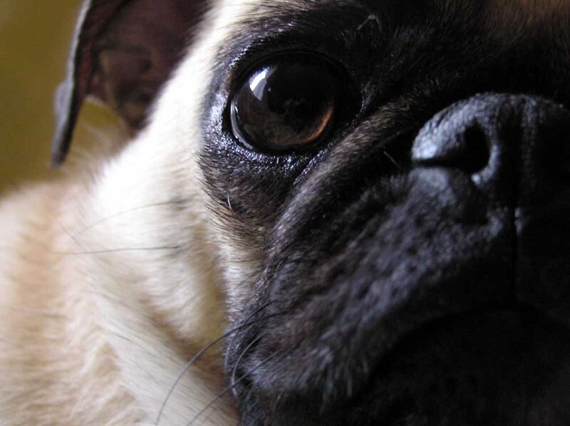 close-up of pug dog face
