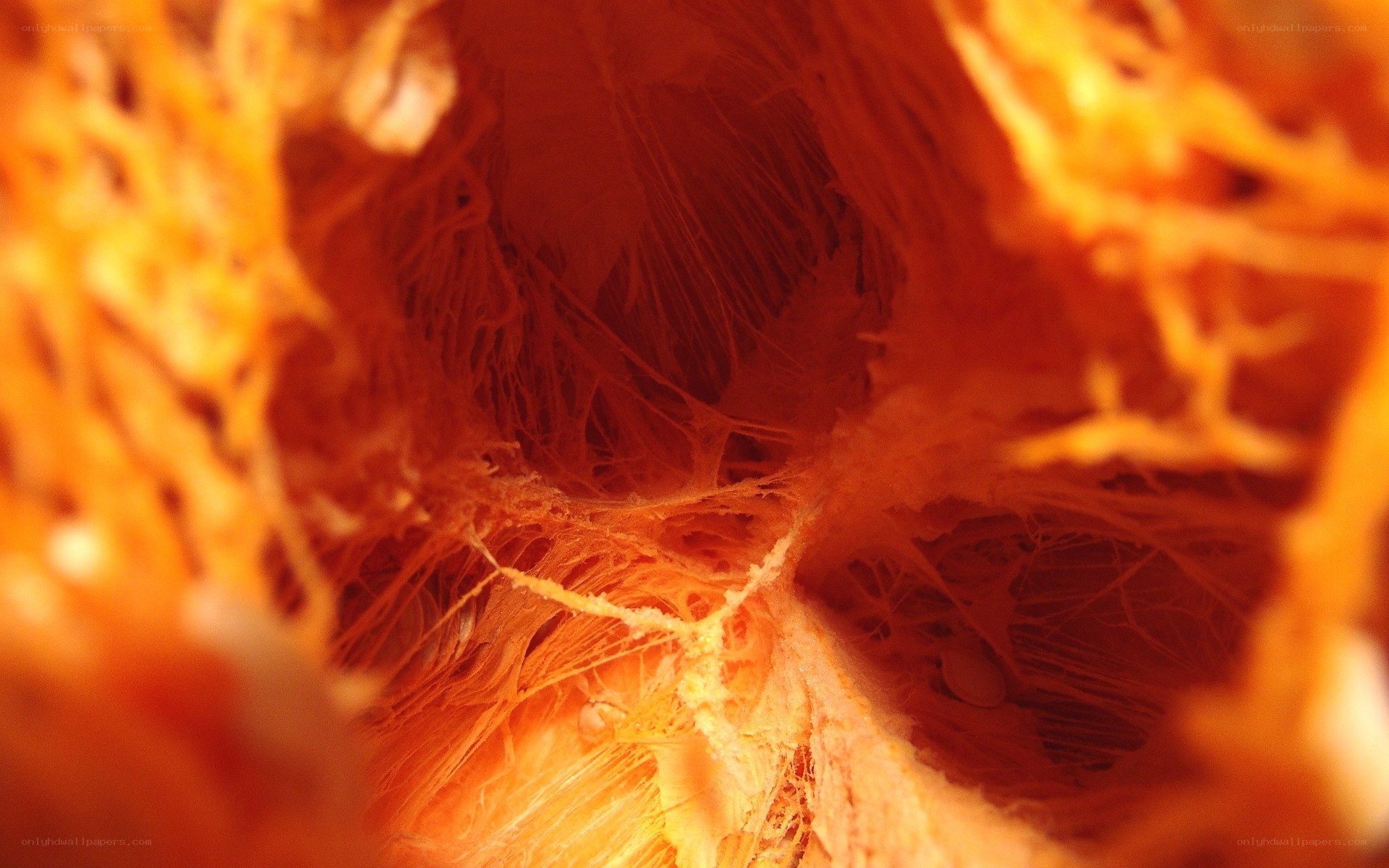 close-up of pumpkin interior