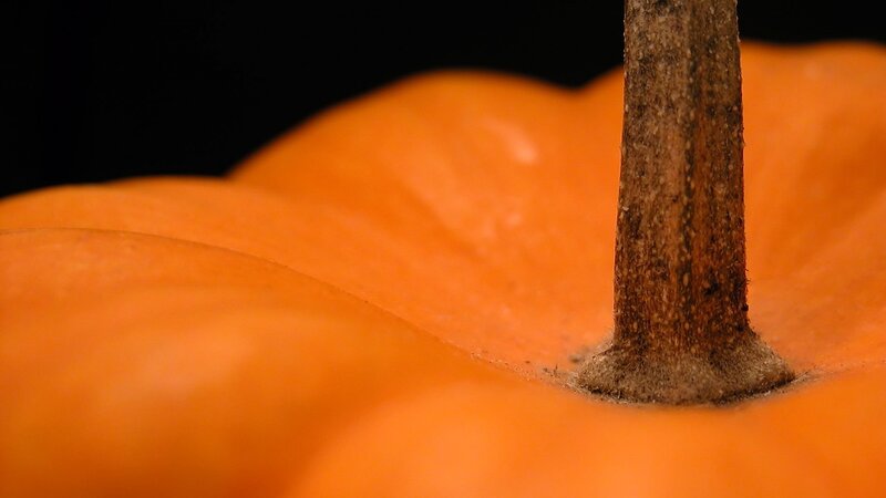 Close-up of Pumpkin Stem — Orange, Dramatic