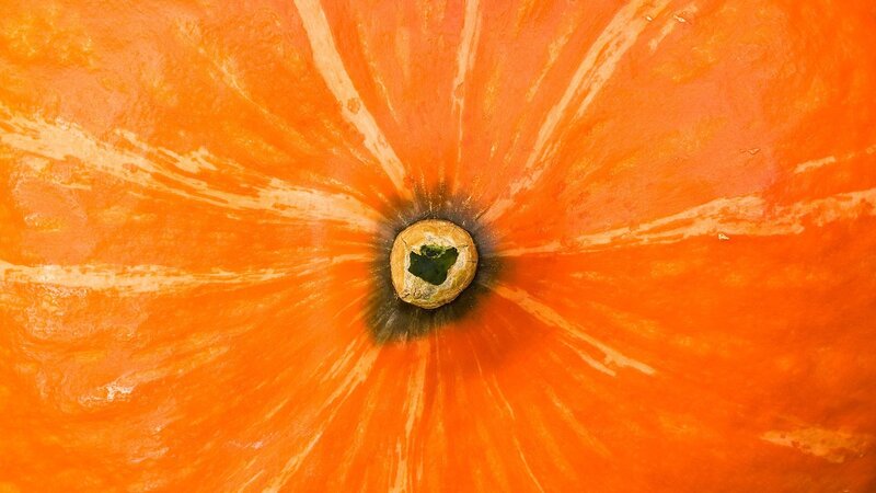 Close-up of Pumpkin Stem — Orange, Natural